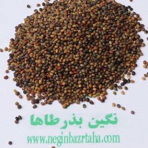 بذر شبدر هفت رنگ ایرانی