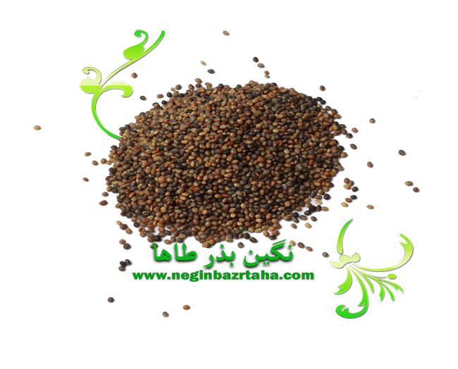 انواع بذر شبدر شبدر ایرانی min - یونجه - صفحه اصلی