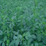 بذر قره یونجه یا سیاه یونجه - Image 4