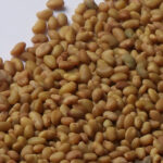 بذر قره یونجه یا سیاه یونجه - Image 2