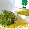 بذر یونجه گرمسیری و نیمه گرمسیری پوشش دار غنی شده